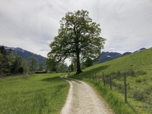 IMG_2382