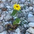 Die Sonnenblume im ausgetrockneten Bett der Prien