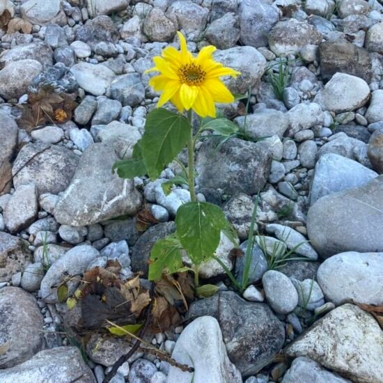 Die Sonnenblume im ausgetrockneten Bett der Prien