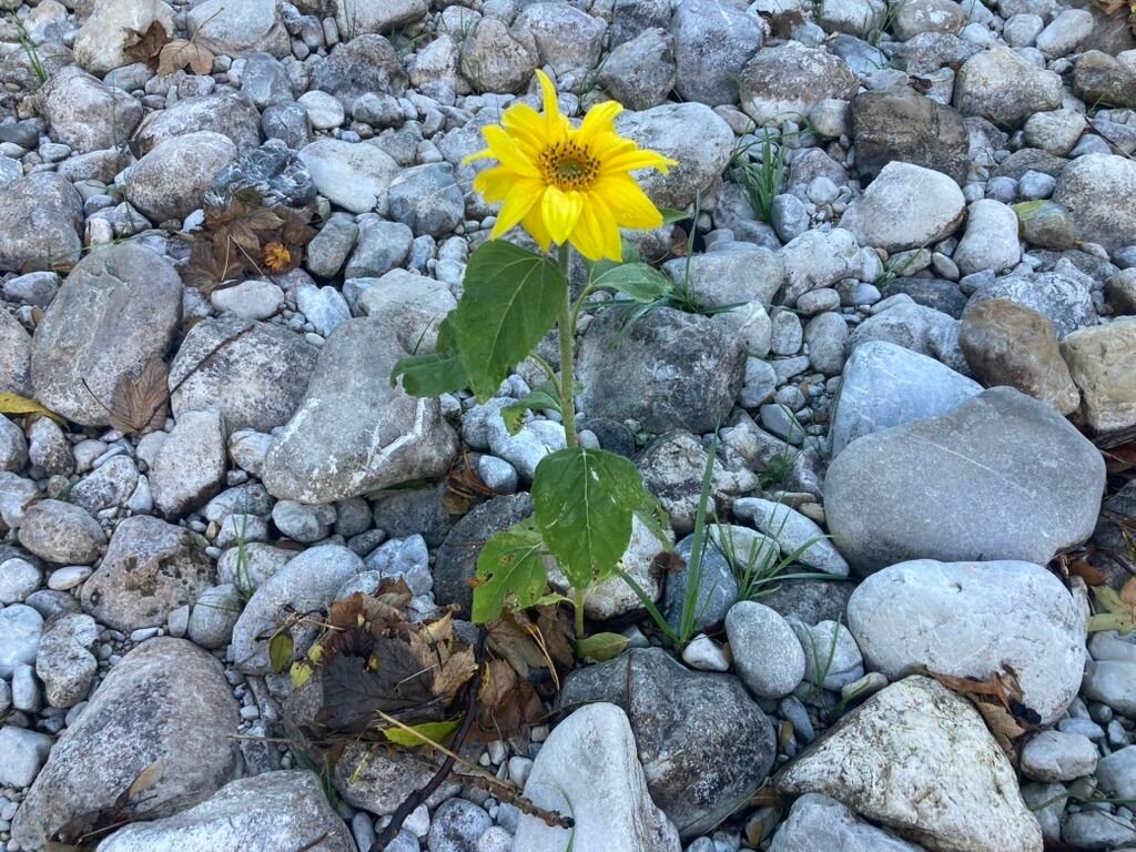 Die Sonnenblume im ausgetrockneten Bett der Prien