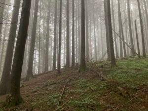 IMG_6966