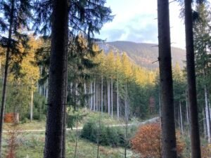 IMG_7885