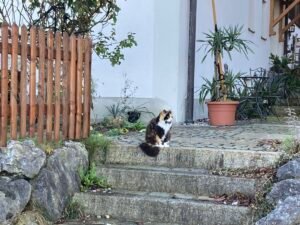 IMG_8003
